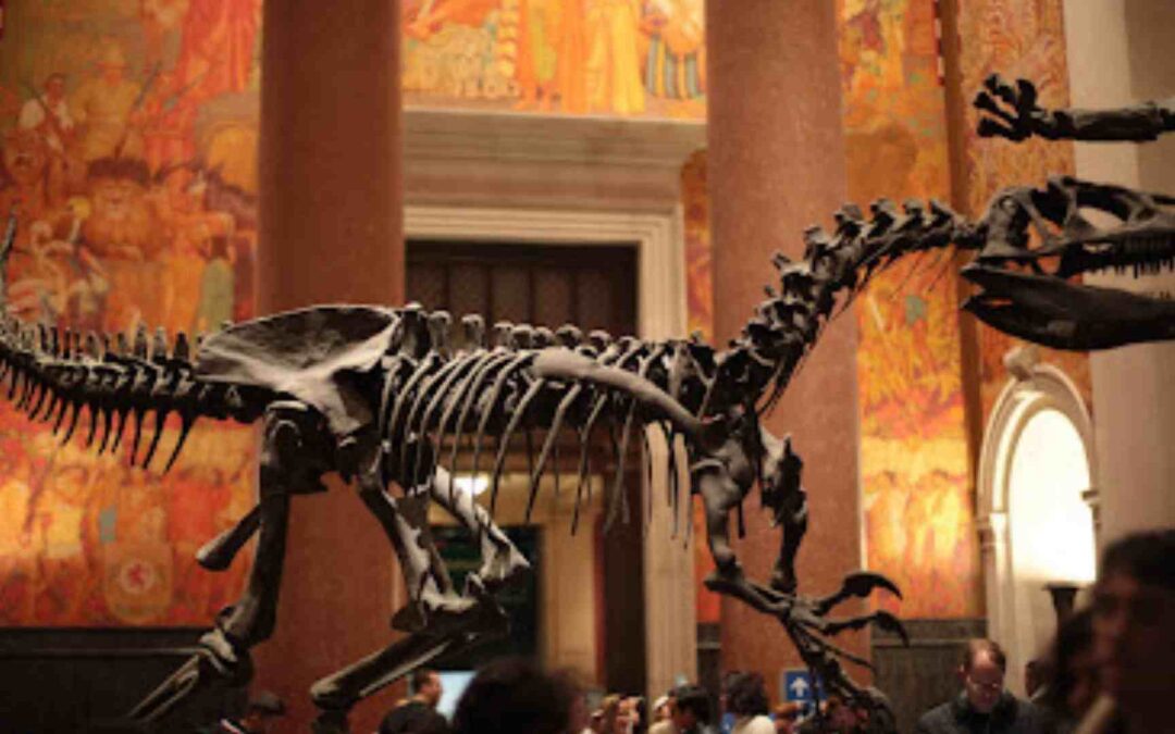 Things To Do In American Museum of Natural History, New York