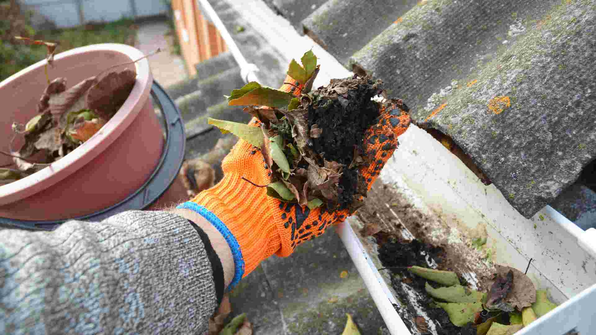 Pests Out Of Your Gutters
